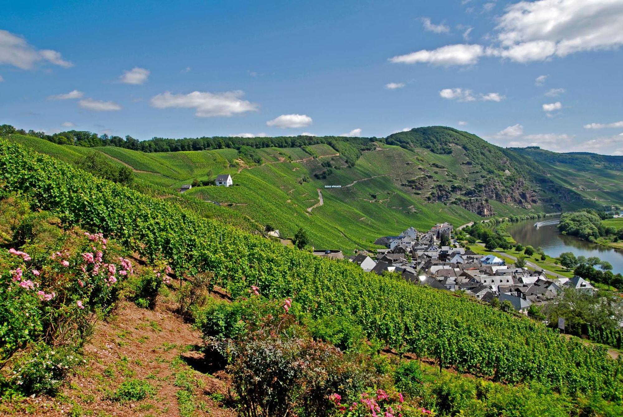 Weingut / Gaestehaus Gerlach Ürzig Εξωτερικό φωτογραφία