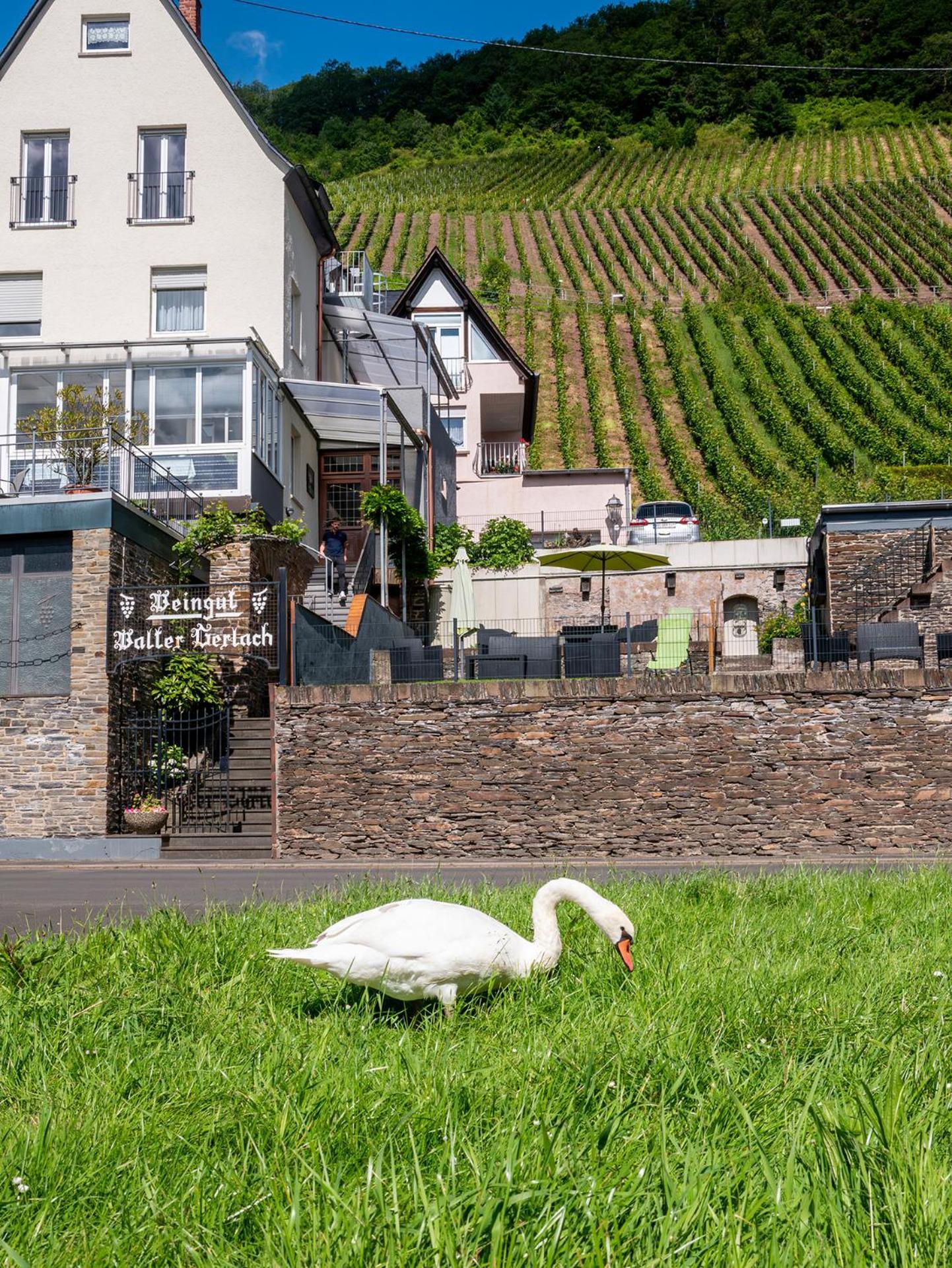 Weingut / Gaestehaus Gerlach Ürzig Εξωτερικό φωτογραφία